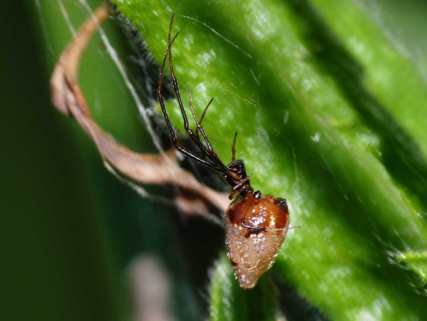 Argyrodes di colore insolito (con video)